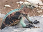 Varied coloured marine Iguanas so tame. : by globaltracks, Views[262]