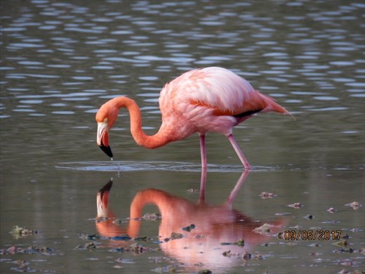 Galapagos Flamingo much darker than others elsewhere.