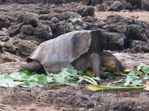 Long necked giant tortoise at research centre.