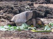Long necked giant tortoise at research centre.: by globaltracks, Views[226]