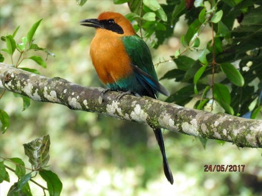A Motmot watched us breakfasting in Mindo in our hotels garden.