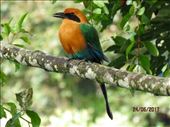 A Motmot watched us breakfasting in Mindo in our hotels garden.: by globaltracks, Views[277]
