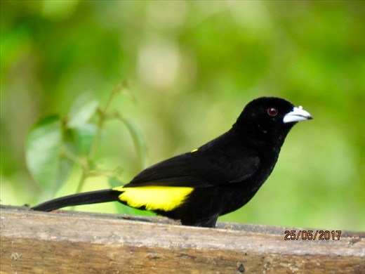 Lemon Backed Tanger common as a sparrow but what a stunning bird.