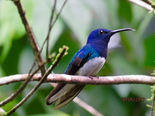 Just one of the many hummingbirds in Mindo's cloud forest.