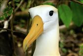 Waved Albatross such wonderful birds.: by globaltracks, Views[180]
