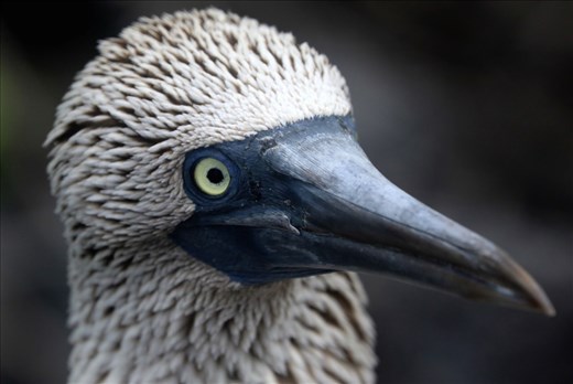 Close up of the Blue - Footed Booby