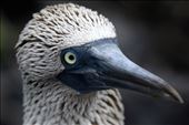 Close up of the Blue - Footed Booby: by globaltracks, Views[224]