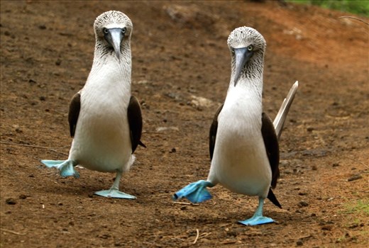 Blue Footed Boobies on Galapagos.
