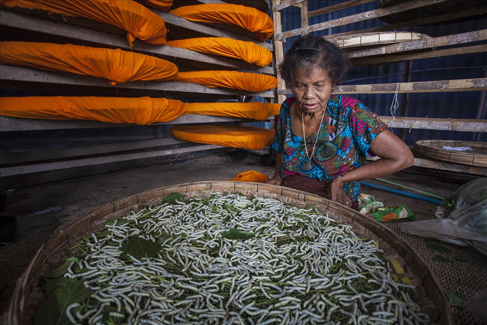 A housewife contemplates dying caterpillars on their way to forming cocoons. Recent summers have been way hotter than usual and that has killed thousands of silkworms, dealing a big blow to the meager earnings of the poor villagers.
The villages around Surin in eastern Thailand were once a hub of silk production. The women in the household used to take care of each step of the silk making process, from rearing the worms to weaving the fabric. 