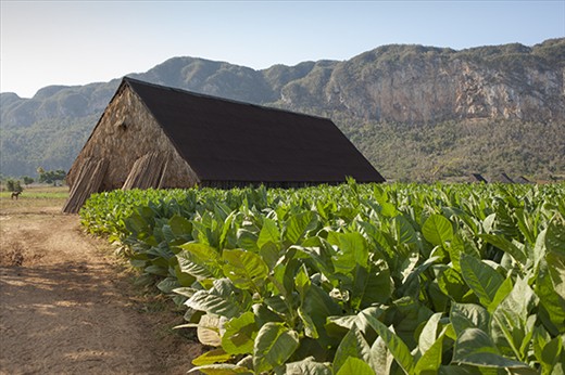 Tobacco crops in Valle de Viñales in front of a drying shed