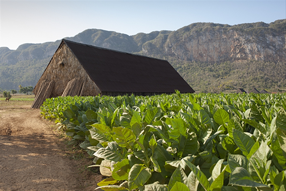 Tobacco crops in Valle de Viñales in front of a drying shed