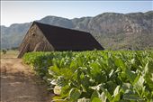 Tobacco crops in Valle de Viñales in front of a drying shed: by gltraveller, Views[748]