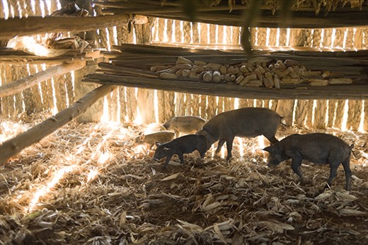 Tobacco leaves and corn are often dried in the same shed. Here, farm animals roam free and are foraging for corn in a drying shed, Valle de Viñales. 