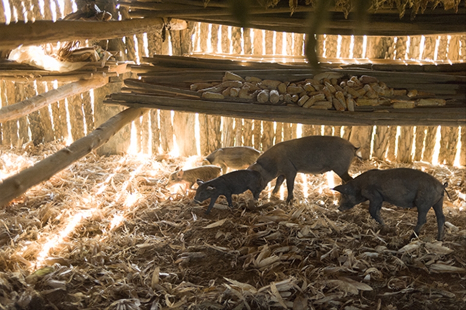 Tobacco leaves and corn are often dried in the same shed. Here, farm animals roam free and are foraging for corn in a drying shed, Valle de Viñales. 