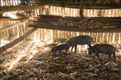Tobacco leaves and corn are often dried in the same shed. Here, farm animals roam free and are foraging for corn in a drying shed, Valle de Viñales. : by gltraveller, Views[805]