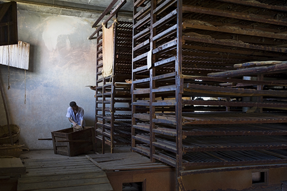 Manual labour is involved in every step of tobacco production in Viñales. Here in a tobacco factory, dried and trimmed tabacco leaves are being packed, ready to be sent to be rolled up into cigars.