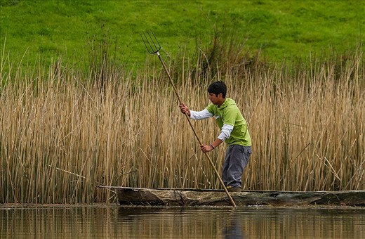 A Mapuche kid, moving his canoe with a triton, that use to fish too. Fishing is an  important way to get fresh food for this people and they do it on the same way that they used to do hundreds years ago, just a few things have changed with the years.