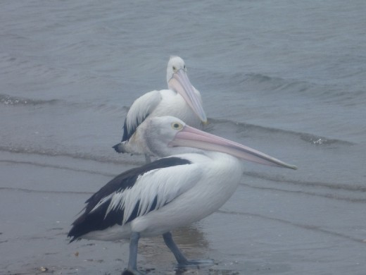 Hi, Pelicans of Phillip Island!