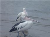 Hi, Pelicans of Phillip Island!: by gnocchimandu, Views[461]