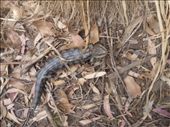 Slimy slithery lizard.: by gnocchimandu, Views[538]