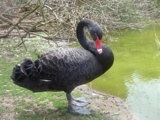 Australia's infamous 
Black Swan!