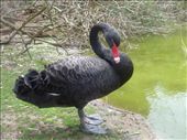 Australia's infamous 
Black Swan!: by gnocchimandu, Views[475]