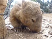 The Wombat.
Surprisingly, they were the sweetest ones. Round, fluffy and gentle, but they'll manhandle your car on the road!: by gnocchimandu, Views[587]