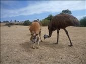 Kangaroos & Emus. 

How do manufacturers make emu oil? Going to ask Google.: by gnocchimandu, Views[2699]