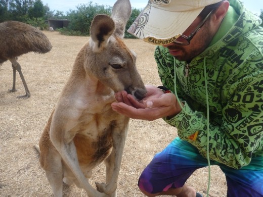 Somebody loves kangaroos.