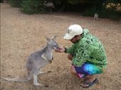 Did you know that there are gray kangaroos? Yes, yes.: by gnocchimandu, Views[473]