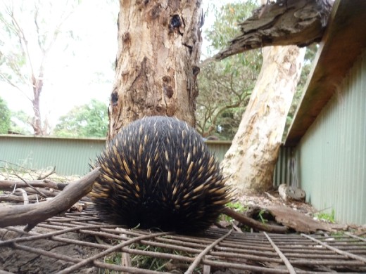 Watch out for the porcupine!