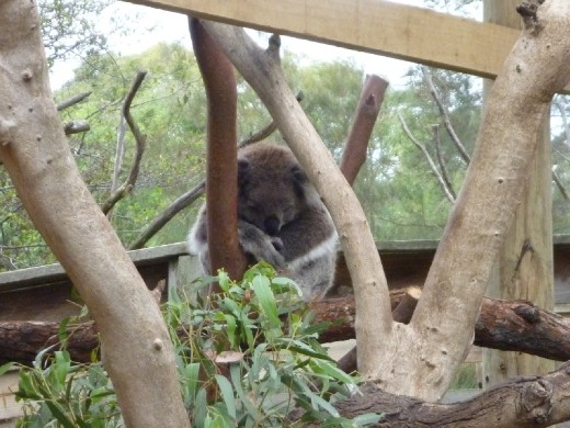 Sleepy time! Koalas sleep 16-22 hours per day!