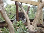 Sleepy time! Koalas sleep 16-22 hours per day!: by gnocchimandu, Views[486]
