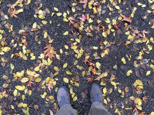 Coming from the border, seeing any fall color is marvelous. Growing up in the Metroplex, fall and the onset of winter occurred on Thanksgiving day. In the Rio Grande Valley, winter happened on New Year's Day, minus fall.  