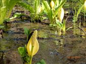 Skunk cabbage, though smells fine now: by gnome-san, Views[286]