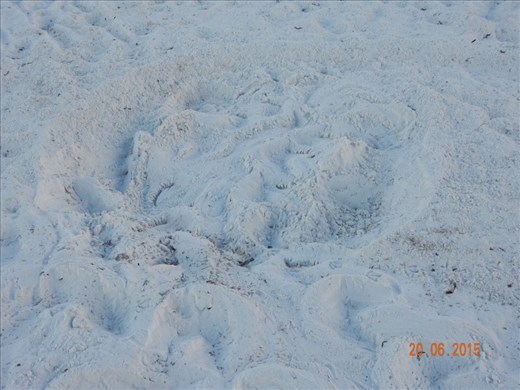 Five foot turtle nest discovered this am
