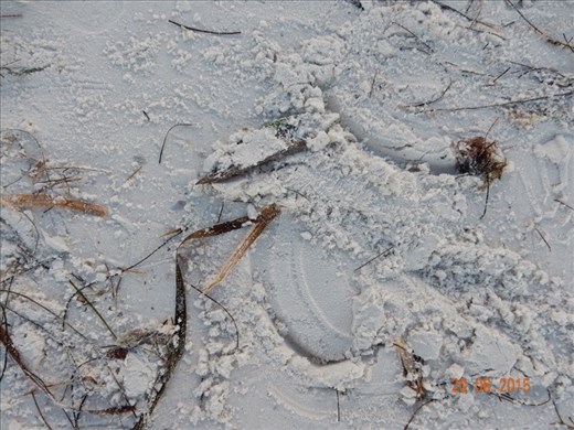 Single print of turtle flipper