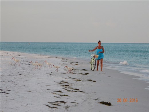 Cyclist waiting for ibises to cross