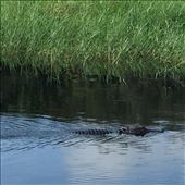 by gnome-san, Views[308]