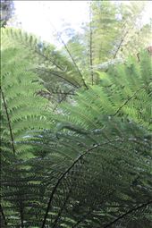 by goannasnake, Views[194]