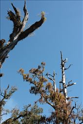 by goannasnake, Views[200]