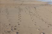 Making tracks: by goannasnake, Views[149]