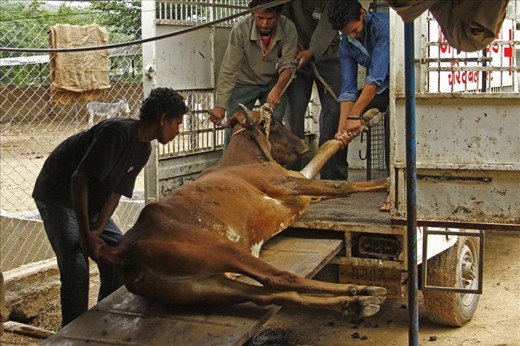 In India vets can't put down cows. They can give only painkillers, drips or other drugs. Sometimes animals suffer many days before they die...