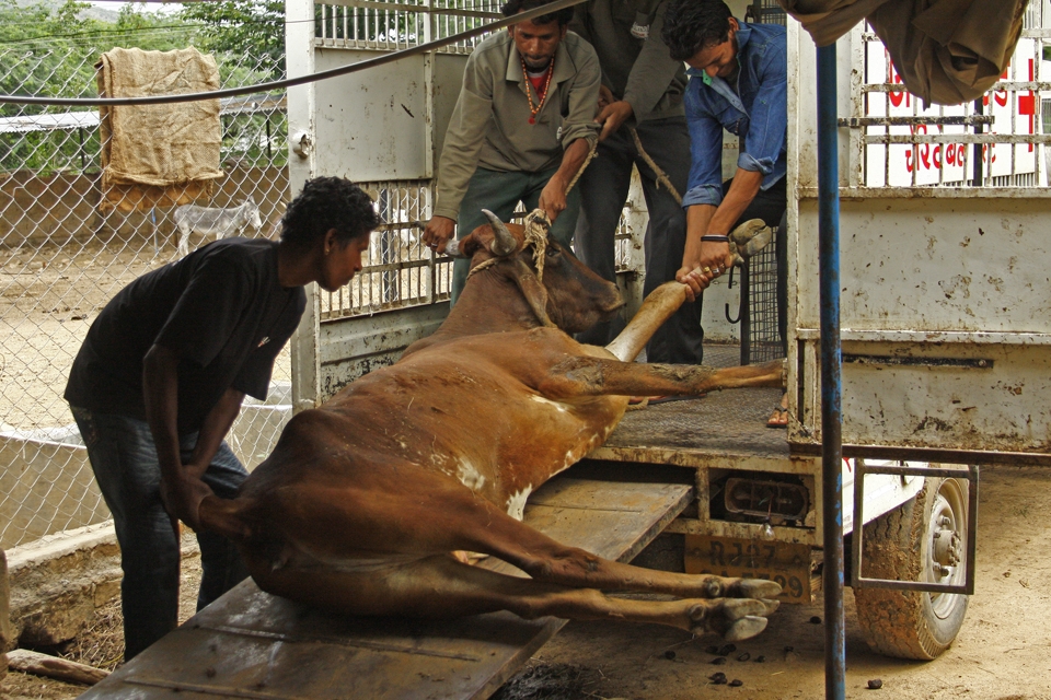 In India vets can't put down cows. They can give only painkillers, drips or other drugs. Sometimes animals suffer many days before they die...