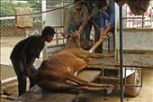 In India vets can't put down cows. They can give only painkillers, drips or other drugs. Sometimes animals suffer many days before they die...: by gonia, Views[650]