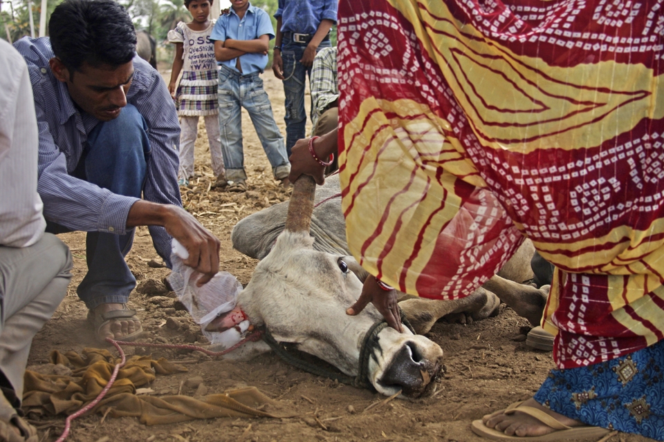 Many villagers help when vet nurse is dressing a broken horn. And it's very interesting for children.