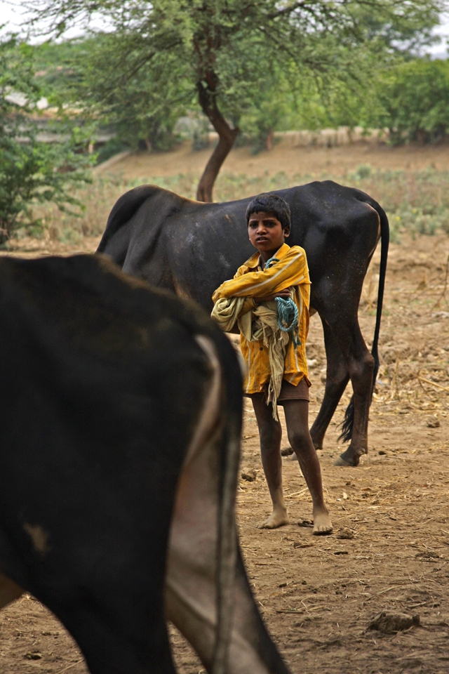 Young boy takes care of cattle. He feels very comfortable between huge animals.