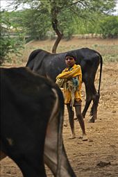 Young boy takes care of cattle. He feels very comfortable between huge animals.: by gonia, Views[281]