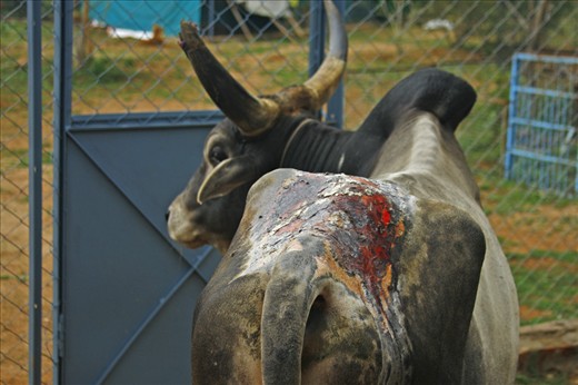 People's cruelty. On the photo - acid burn after 2 months of treatment. Other examples: padlock on testicles, deep wounds caused by knotted rope...