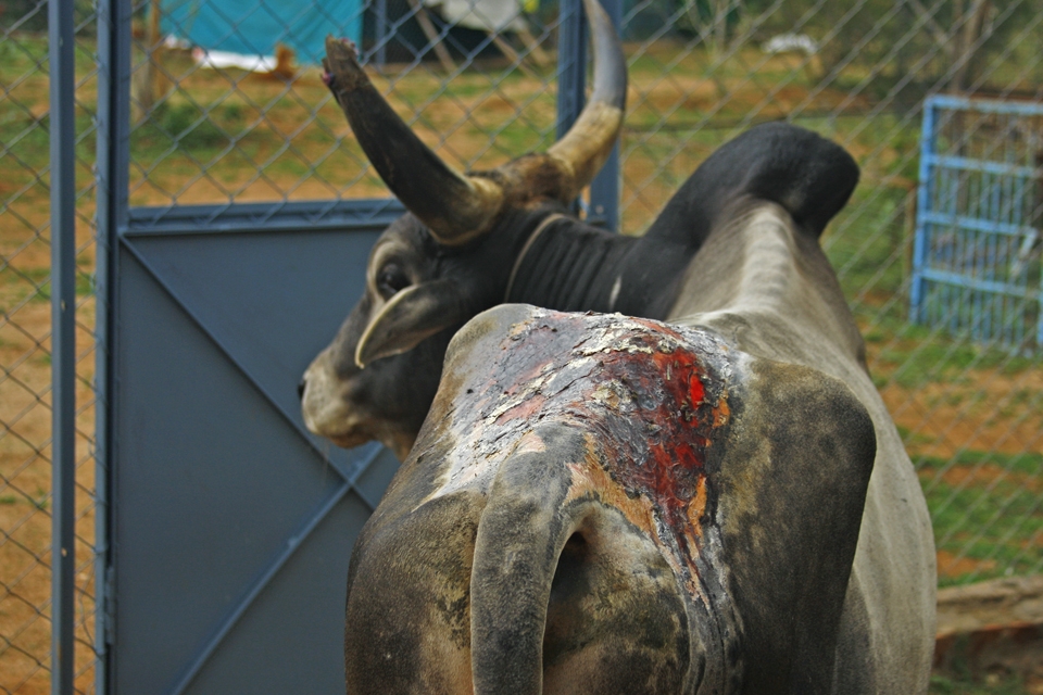 People's cruelty. On the photo - acid burn after 2 months of treatment. Other examples: padlock on testicles, deep wounds caused by knotted rope...